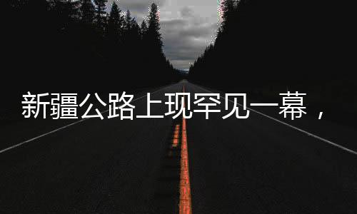 新疆公路上現(xiàn)罕見一幕，狼群逐鹿，游客幸運(yùn)捕獲瞬間