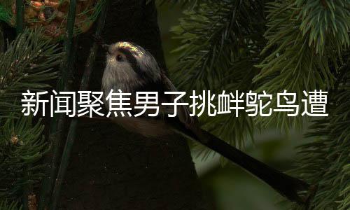 新聞聚焦男子挑釁鴕鳥遭意外踹踏，羽絨服受損引發(fā)關(guān)注