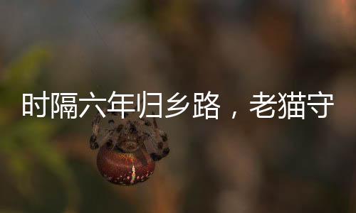 時(shí)隔六年歸鄉(xiāng)路，老貓守家情感深