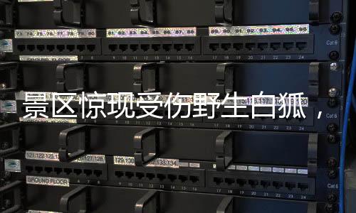 景區(qū)驚現(xiàn)受傷野生白狐，緊急救援行動(dòng)啟動(dòng)