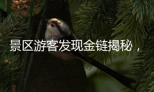 景區(qū)游客發(fā)現(xiàn)金鏈揭秘，神秘失物背后的人間百態(tài)