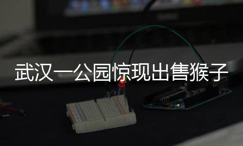 武漢一公園驚現(xiàn)出售猴子事件，動物權(quán)益引發(fā)社會關(guān)注