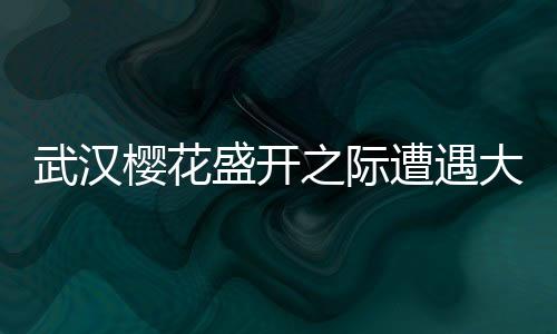 武漢櫻花盛開之際遭遇大風襲擊，漫天飛舞成櫻花雨