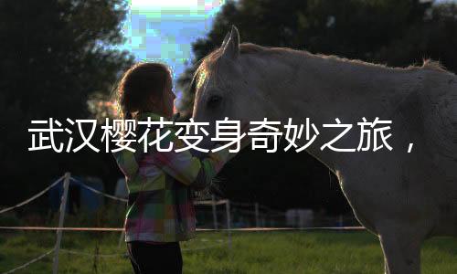 武漢櫻花變身奇妙之旅，冰糖葫蘆創(chuàng)意顯現(xiàn)新風尚
