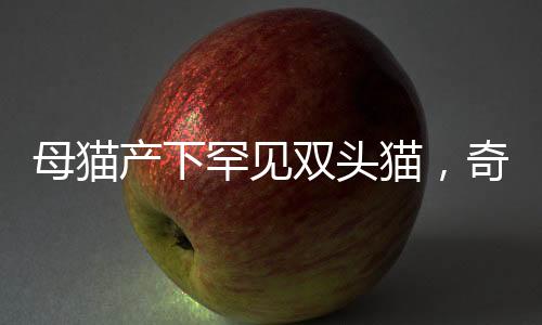 母貓產(chǎn)下罕見雙頭貓，奇跡誕生引發(fā)關(guān)注熱潮