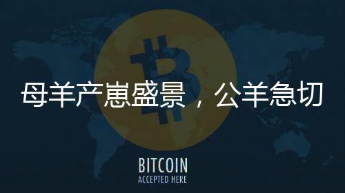 母羊產(chǎn)崽盛景，公羊急切引主人共賞