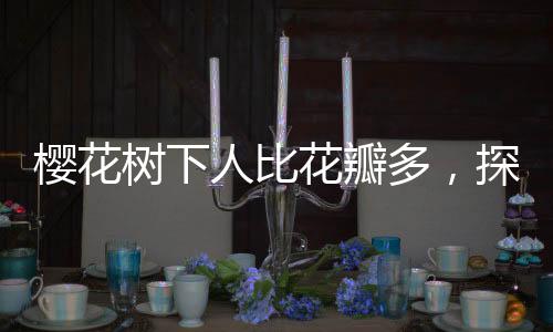櫻花樹下人比花瓣多，探訪春日盛景，共賞櫻花之美