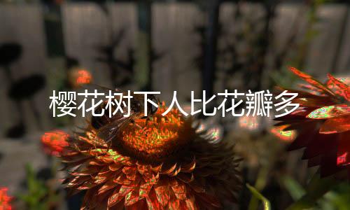 櫻花樹下人比花瓣多