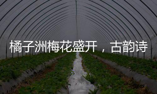 橘子洲梅花盛開，古韻詩意映照現(xiàn)實，將古詩具象化于芬芳花海中