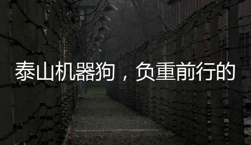 泰山機器狗，負重前行的智能新力量