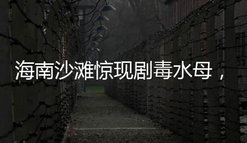 海南沙灘驚現(xiàn)劇毒水母，海灘游客安全需警惕