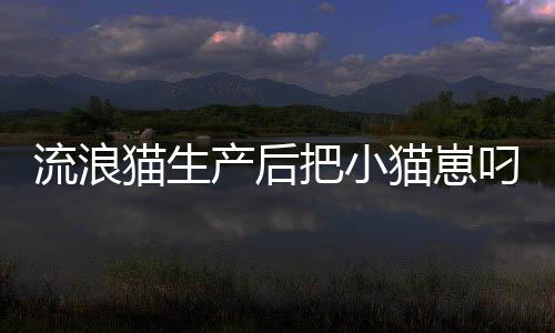 流浪貓生產后把小貓崽叼給店主，生命的奇跡與人類的溫暖回應