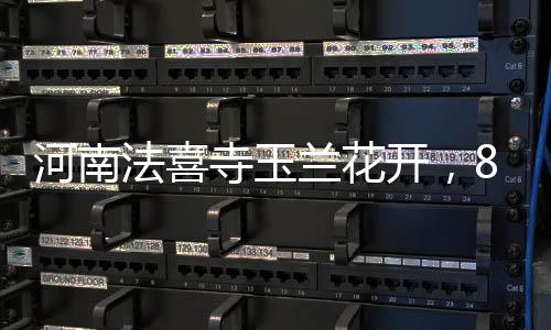 河南法喜寺玉蘭花開，80歲大爺鏡頭記錄五百載風(fēng)華傳奇