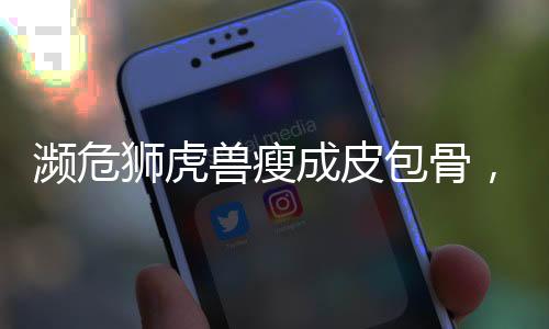 瀕危獅虎獸瘦成皮包骨，生態(tài)環(huán)境危機(jī)下的珍稀物種保護(hù)