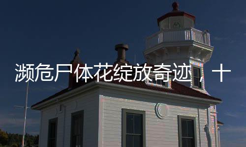 瀕危尸體花綻放奇跡，十五年來首次盛開揭秘