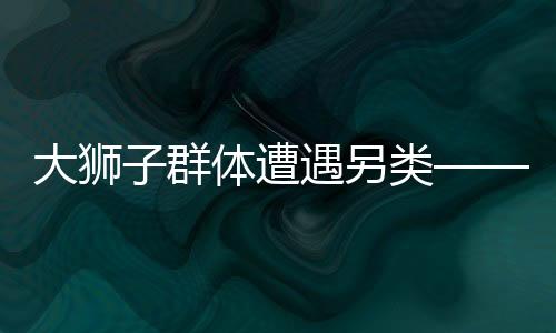 大獅子群體遭遇另類——尿布獅之謎