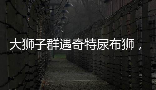 大獅子群遇奇特尿布獅，一次與眾不同的森林聚會