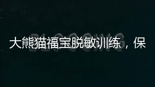 大熊貓福寶脫敏訓(xùn)練，保護(hù)珍稀物種的重要一環(huán)