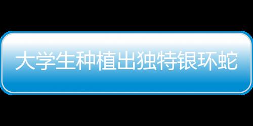 大學生種植出獨特銀環(huán)蛇甘蔗，農(nóng)業(yè)創(chuàng)新引領(lǐng)校園新潮流
