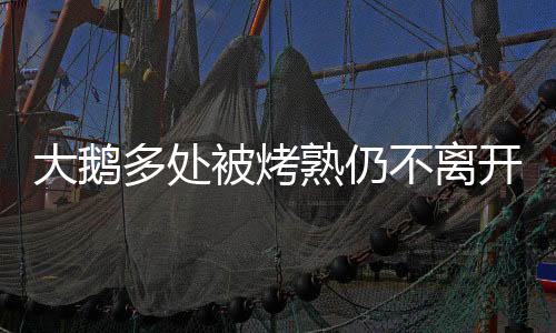 大鵝多處被烤熟仍不離開被燒死同伴——動物情感與忠誠的感人故事