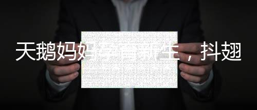 天鵝媽媽孕育新生，抖翅之下的小天鵝破殼而出