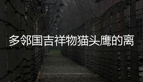 多鄰國(guó)吉祥物貓頭鷹的離世，一段跨越虛擬與現(xiàn)實(shí)的哀思