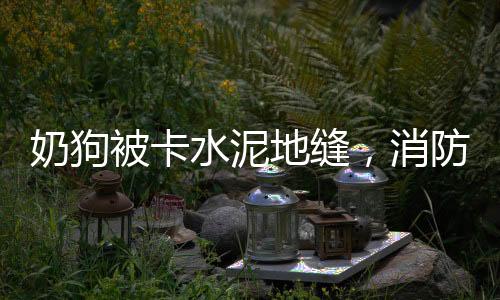 奶狗被卡水泥地縫，消防迅速出手救助