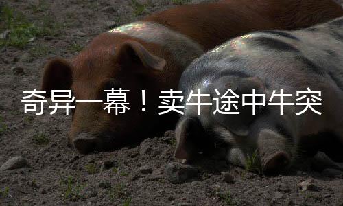 奇異一幕！賣牛途中牛突然給主人下跪，引發(fā)深思