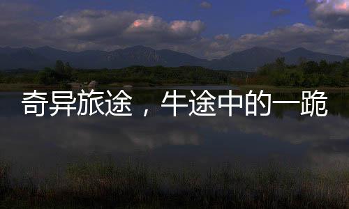 奇異旅途，牛途中的一跪，觸動人心