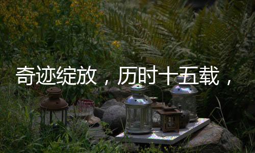 奇跡綻放，歷時十五載，尸體花首次盛開