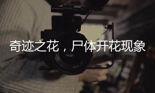 奇跡之花，尸體開花現(xiàn)象揭秘，綻放時間長達十五載