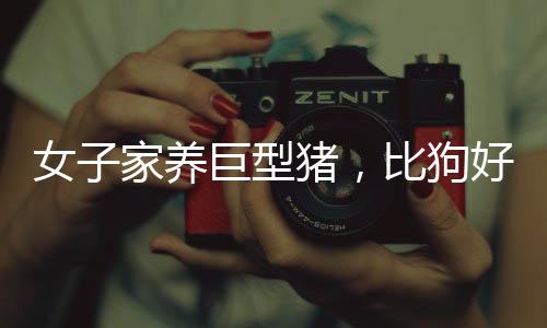女子家養(yǎng)巨型豬，比狗好養(yǎng)，揭示人與動(dòng)物和諧共處的鄉(xiāng)村故事