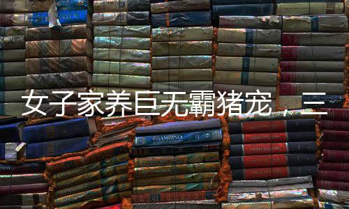女子家養(yǎng)巨無霸豬寵，三百斤肉塊養(yǎng)成記——豬的溫暖照顧遠(yuǎn)超狗狗