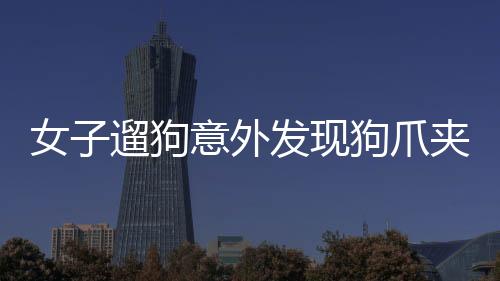 女子遛狗意外發(fā)現(xiàn)狗爪夾回一塊價(jià)值不菲的金豆——揭秘黃金背后的故事