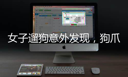 女子遛狗意外發(fā)現，狗爪夾回一顆價值千金的重金豆，珍貴發(fā)現引發(fā)關注