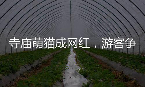 寺廟萌貓成網(wǎng)紅，游客爭(zhēng)相與小貓擊掌拍照留念
