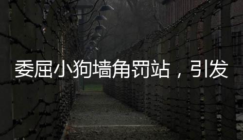 委屈小狗墻角罰站，引發(fā)網(wǎng)友強烈關注與鳴不平
