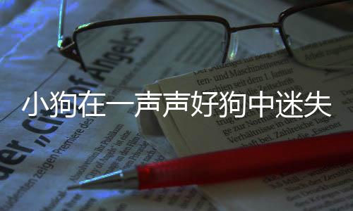 小狗在一聲聲好狗中迷失自我