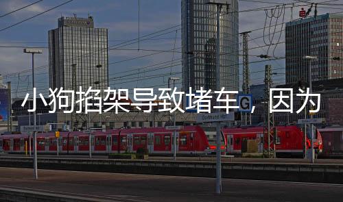 小狗掐架導(dǎo)致堵車，因?yàn)樘葻o人勸解——一場意外的萌寵紛爭觀察