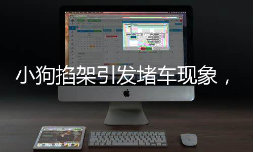 小狗掐架引發(fā)堵車現(xiàn)象，萌態(tài)可愛竟成無人勸解的別樣理由