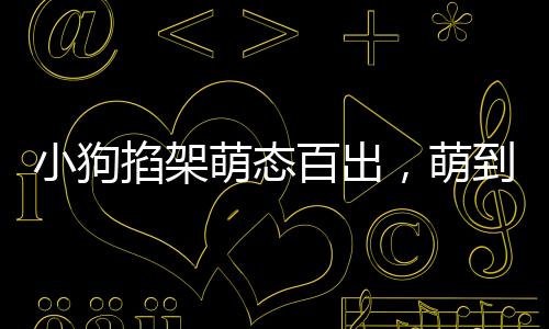 小狗掐架萌態(tài)百出，萌到堵車卻無(wú)人勸架