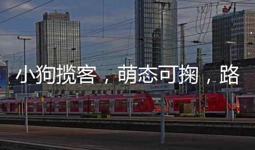 小狗攬客，萌態(tài)可掬，路人紛紛駐足買(mǎi)香蕉