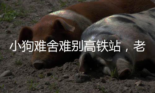 小狗難舍難別高鐵站，老人背負(fù)無(wú)言忠誠(chéng)搭乘回家的旅程