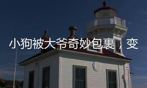 小狗被大爺奇妙包裹，變身表情包走紅網(wǎng)絡(luò)