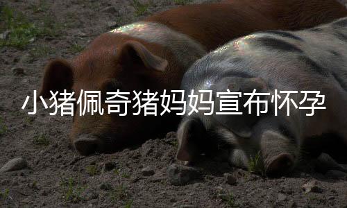 小豬佩奇豬媽媽宣布懷孕三胎，家庭迎來(lái)新成員