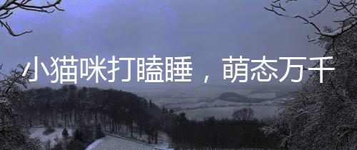 小貓咪打瞌睡，萌態(tài)萬(wàn)千