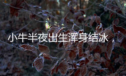 小牛半夜出生渾身結(jié)冰，主人全力救回