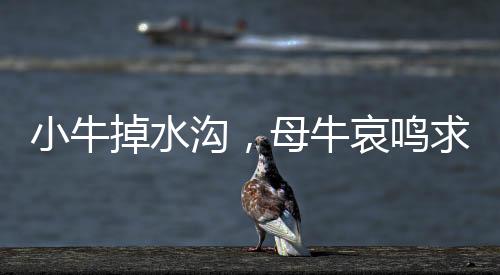 小牛掉水溝，母牛哀鳴求助——一場(chǎng)生命的意外與人性的呼喚