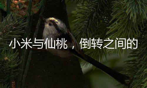 小米與仙桃，倒轉(zhuǎn)之間的神秘聯(lián)系
