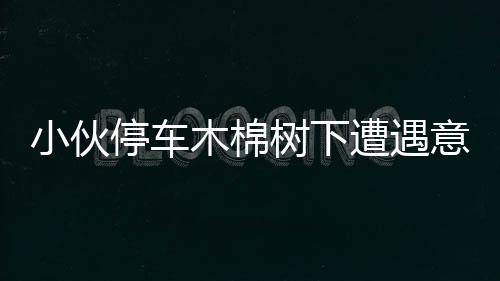 小伙停車木棉樹下遭遇意外，警惕日常行車隱患需注意！
